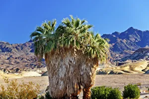 Palm Tree (Arecaceae) growing in Canyon Desert, Death Valley National Park, California Palm Tree (Arecaceae) growing in Canyon Desert, Death Valley National Park, California