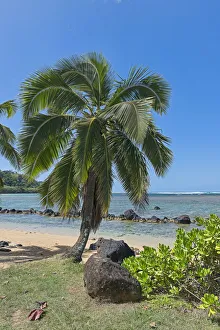 Palm tree on the beach, Kauai, Hawaii, United States Palm tree on the beach, Kauai, Hawaii, United States