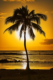 Palm tree at sunset, Kauai, Hawaii, United States Palm tree at sunset, Kauai, Hawaii, United States