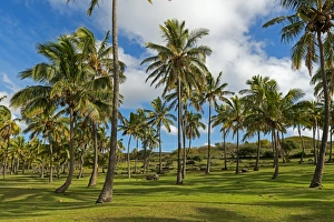 Palm trees, beach of Anakena, Rapa Nui, Easter Island, Chile Palm trees, beach of Anakena, Rapa Nui, Easter Island, Chile