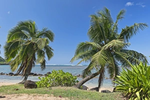 Palm trees on the beach, Kauai, Hawaii, United States Palm trees on the beach, Kauai, Hawaii, United States
