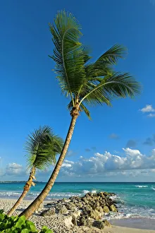 Palm trees on the beach, Saint Lawrence Gap, Barbados Palm trees on the beach, Saint Lawrence Gap, Barbados
