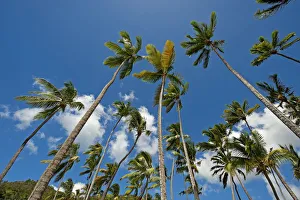 Palm trees, Marigot Bay, Castries, Saint Lucia Palm trees, Marigot Bay, Castries, Saint Lucia