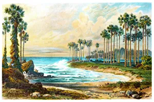 Palmyra palm trees on the beach of Ceylon Palmyra palm trees on the beach of Ceylon