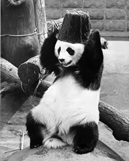 Prints of 6th July 1959: Chi-Chi the giant panda attempts to remove a rubber bucket from her head at London Zoo. (Photo by William Vanderson/Fox Photos/Getty Images) London Zoo Prints: Panda Head Print, London Zoo 1959