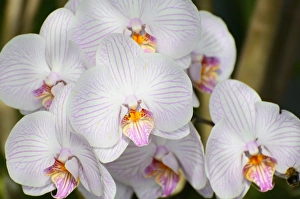 Panicle of white orchid flowers -Phalaenopsis-, hybrid Panicle of white orchid flowers -Phalaenopsis-, hybrid