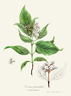 Panicled Dogwood botanical engraving 1843 Panicled Dogwood botanical engraving 1843