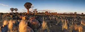 Panoramic Landscape Photo of the Last Golden Light over the Quiver Tree Forest Panoramic Landscape Photo of the Last Golden Light over the Quiver Tree Forest