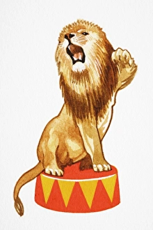Collections/dorling kindersley prints/panthera leo lion sitting round circus podium Collections/dorling kindersley prints/panthera leo lion sitting round circus podium
