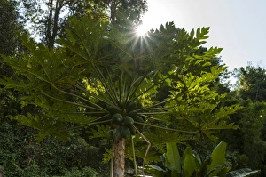 Papaya tree -Carica papaya-, backlit, northern Thailand, Thailand, Asia Papaya tree -Carica papaya-, backlit, northern Thailand, Thailand, Asia