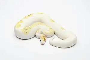 Prints of Paradox Super Fire Ball Python or Royal Python -Python regius-, male Snake Prints: Paradox Super Fire Ball Python Print