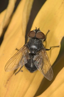 Parasitc fly -Elomya lateralis- on petal of Coneflower -Rudbeckia-, Untergroeningen Parasitc fly -Elomya lateralis- on petal of Coneflower -Rudbeckia-, Untergroeningen