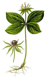 Paris quadrifolia (Herb Paris, True Lovers Knot) Paris quadrifolia (Herb Paris, True Lovers Knot)
