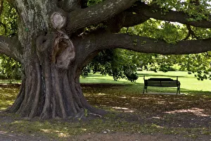 A park bench under a huge old elm -Ulmus glabra- in Hagley Park, Christchurch Central A park bench under a huge old elm -Ulmus glabra- in Hagley Park, Christchurch Central