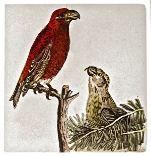The parrot crossbill (Loxia pytyopsittacus) The parrot crossbill (Loxia pytyopsittacus)