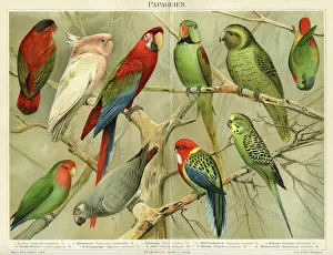 Magical world illustration/palmer illustrated collection/parrots chromolithograph 1896 Magical world illustration/palmer illustrated collection/parrots chromolithograph 1896