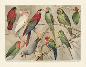 Parrots (Psittaciformes), chromolithograph, published in 1897 Parrots (Psittaciformes), chromolithograph, published in 1897