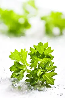 Studio Shot Of Herbs Prints: Parsley