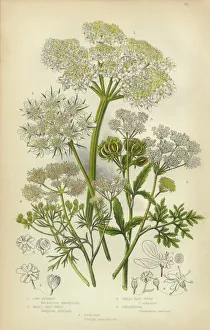 Parsnip, Coriander, Hartwort, Hemlock, Victorian Botanical Illustration Parsnip, Coriander, Hartwort, Hemlock, Victorian Botanical Illustration