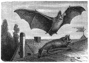Parti-coloured bat or rearmouse (Vespertilio murinus) Parti-coloured bat or rearmouse (Vespertilio murinus)
