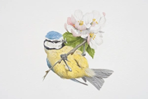 Parus caeruleus, Blue Tit perched on a flowery tree twig Parus caeruleus, Blue Tit perched on a flowery tree twig