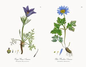 Pasque Flower Anemone, Anemone Pulsatilla, Victorian Botanical Illustration, 1863 Pasque Flower Anemone, Anemone Pulsatilla, Victorian Botanical Illustration, 1863