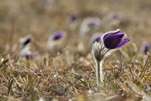 Pasque Flower or Danes Blood -Pulsatilla vulgaris-, Ingolstadt, Bavaria, Germany, Europe Pasque Flower or Danes Blood -Pulsatilla vulgaris-, Ingolstadt, Bavaria, Germany, Europe
