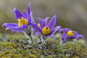 Pasque Flower -Pulsatilla vulgaris- flowers covered in water drops, Biosphere Reserve Swabian Alb, Baden-Wurttemberg Pasque Flower -Pulsatilla vulgaris- flowers covered in water drops, Biosphere Reserve Swabian Alb, Baden-Wurttemberg