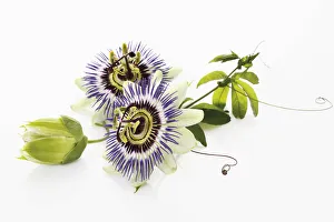 Passion flower (Passifloraceae), with tendrils and leaves Passion flower (Passifloraceae), with tendrils and leaves