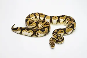 Prints of Pastel Calico Ball Python or Royal Python -Python regius-, female Ball Python Prints: Pastel Calico Ball Python Print