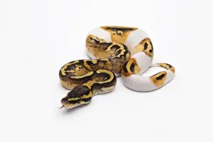Prints of Pastel Piebald Ball Python or Royal Python -Python regius-, female Ball Python Prints: Pastel Piebald Ball Python Print