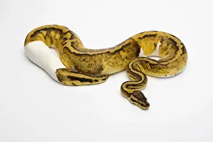 Pastel Piebald Ball Python Print