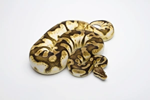 Pastel Sugar Ball Python or Royal Python -Python regius-, female Pastel Sugar Ball Python or Royal Python -Python regius-, female