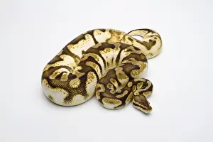 Prints of Pastel Sugar Ball Python or Royal Python -Python regius-, female Ball Python Prints: Pastel Sugar Ball Python Print - Female Royal Python