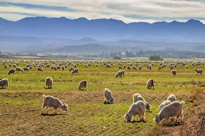 A pastoral scene of Angora goats grazing on the lands with the Swartberg mountains in A pastoral scene of Angora goats grazing on the lands with the Swartberg mountains in
