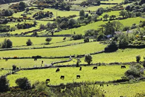 Pastures with grazing cattle, Mourne Mountains, County Down, Northern Ireland, Ireland, Great Britain, Europe Pastures with grazing cattle, Mourne Mountains, County Down, Northern Ireland, Ireland, Great Britain, Europe