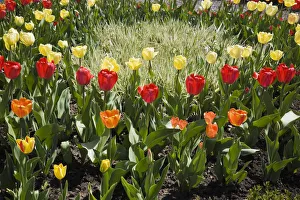 A patch of light coloured grass serves as the focal point in a bed of assorted coloured A patch of light coloured grass serves as the focal point in a bed of assorted coloured