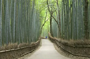 Path through bamboo forest, Kyoto, Honshu, Japan Path through bamboo forest, Kyoto, Honshu, Japan