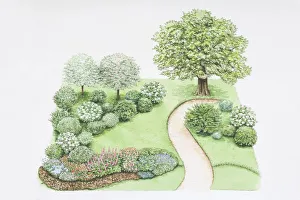 Path winding its way through landscaped garden, plants including Quercus alba or White Path winding its way through landscaped garden, plants including Quercus alba or White