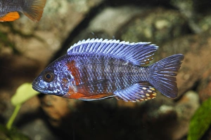 Peacock cichlid or blue peacock Red Flush -Aulonocara hansbaenschi-, male tilapia -cichlid- from Lake Malawi Peacock cichlid or blue peacock Red Flush -Aulonocara hansbaenschi-, male tilapia -cichlid- from Lake Malawi