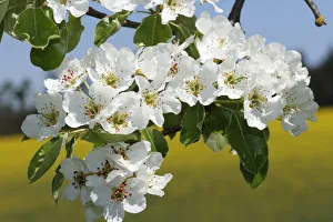 Pear blossoms, pear tree -Pyrus communis-, Mostviertel, Must Quarter, Lower Austria Pear blossoms, pear tree -Pyrus communis-, Mostviertel, Must Quarter, Lower Austria