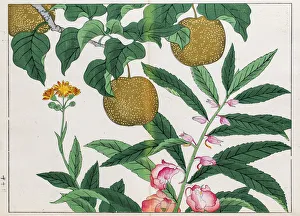 Pear tree and Balsam plant japanese woodblock print Pear tree and Balsam plant japanese woodblock print