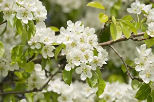 Pear tree -Pyrus communis-, cultivar, branch with blossoms and leaves, Thuringia, Germany Pear tree -Pyrus communis-, cultivar, branch with blossoms and leaves, Thuringia, Germany