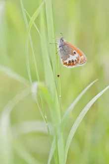 Pearly Heath -Coenonympha arcania- butterfly clinging to a blade of grass, North Hesse Pearly Heath -Coenonympha arcania- butterfly clinging to a blade of grass, North Hesse