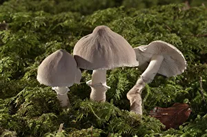 Pearly powdercap -Cystoderma carcharias-, Untergroeningen, Baden-Wuerttemberg, Germany Pearly powdercap -Cystoderma carcharias-, Untergroeningen, Baden-Wuerttemberg, Germany