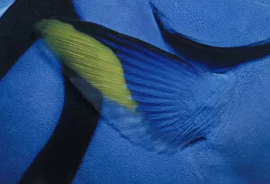 Images Dated 13th May 2003: Pectoral Fin of Blue Tang