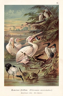 Pelicans illustration 1888 Pelicans illustration 1888