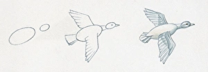 Pencil drawing of three stages of illustrating duck flying starting with basic body Pencil drawing of three stages of illustrating duck flying starting with basic body