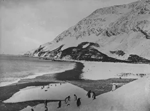 Collections/heritage images/penguins elephant island aken sir ernest henry Collections/heritage images/penguins elephant island aken sir ernest henry