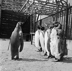 Square Format Black And White Photography Prints: Penguins On Parade